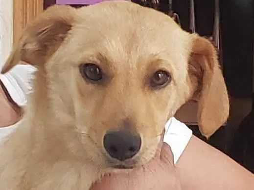 Cachorro raça Srd idade 2 a 6 meses nome BORES