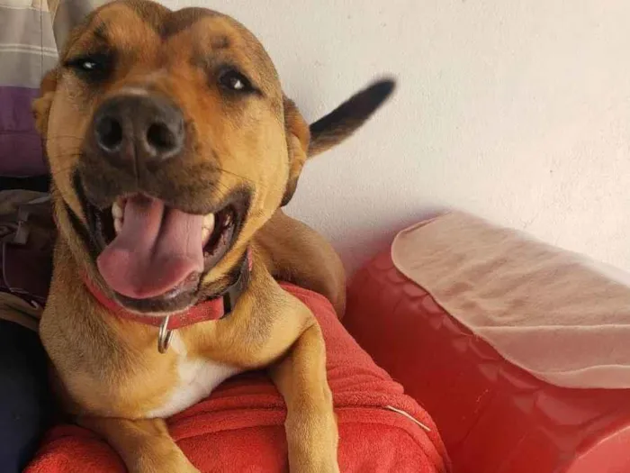 Cachorro raça Srd idade 2 anos nome HULK