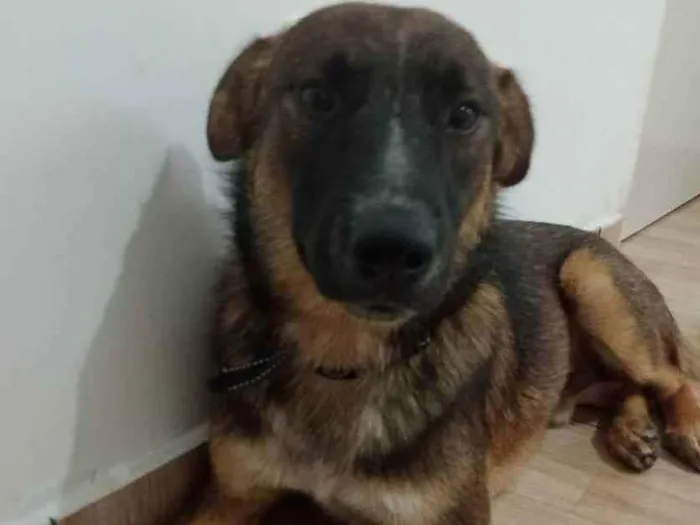 Cachorro raça Srd idade 7 a 11 meses nome SHEIK
