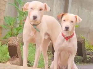 Cachorro raça Vira-lata/pitbull idade 2 anos nome Duque & Reck