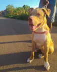 Apolo