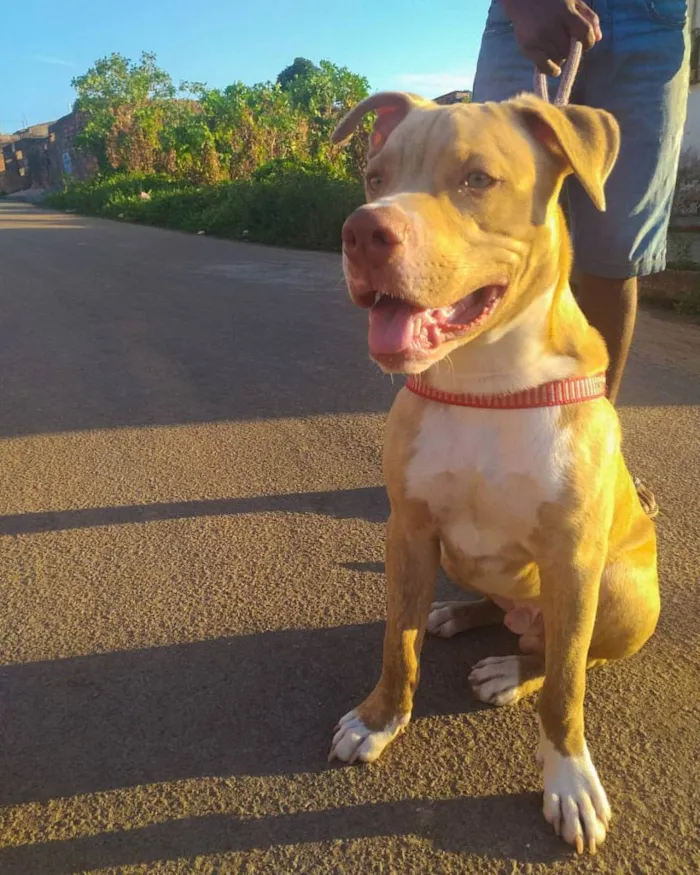 Cachorro raça Pitbull  idade 3 anos nome Apolo