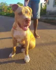 Apolo