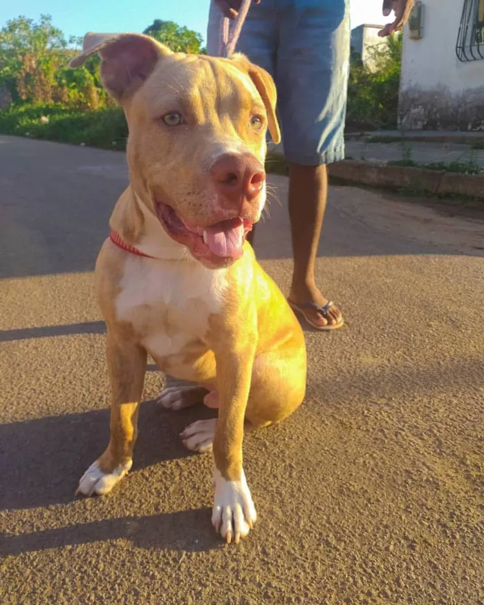 Cachorro raça Pitbull  idade 3 anos nome Apolo
