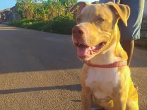Cachorro raça Pitbull  idade 3 anos nome Apolo