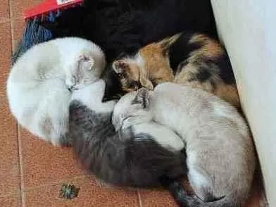 Gato ra a SRD idade 2 a 6 meses nome Gatinhas