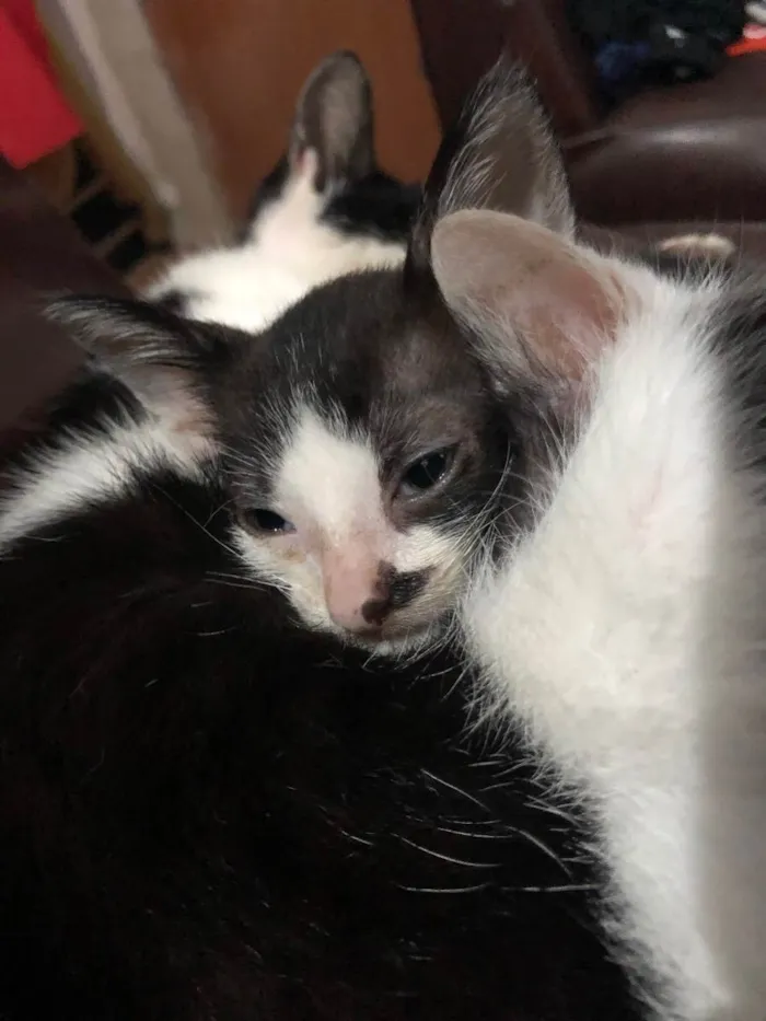 Gato ra a Não definida idade 2 a 6 meses nome Gatinhos macho