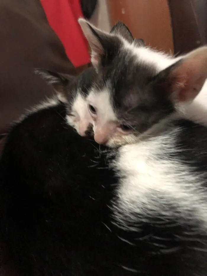 Gato ra a Não definida idade 2 a 6 meses nome Gatinhos macho