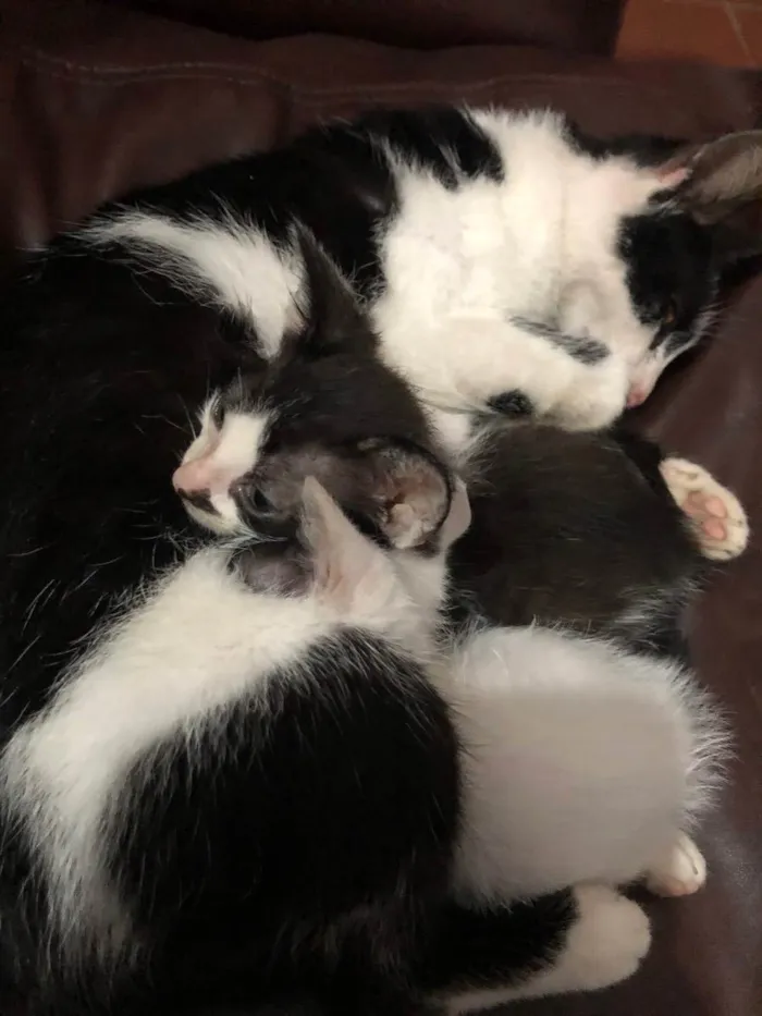 Gato ra a Não definida idade 2 a 6 meses nome Gatinhos macho