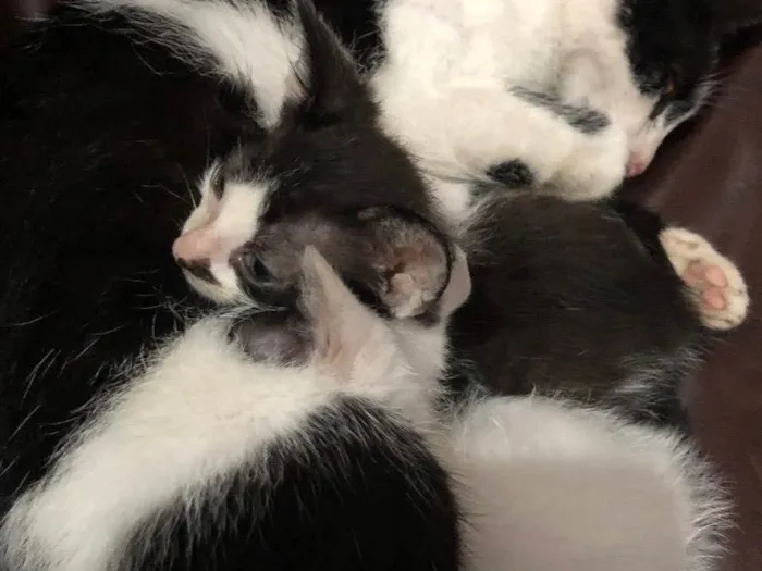 Gato ra a Não definida idade 2 a 6 meses nome Gatinhos macho