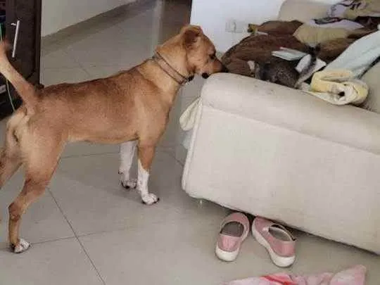 Cachorro ra a Mista idade 4 anos nome Ohana