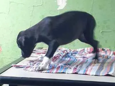 Cachorro ra a Sem graça definida idade 2 a 6 meses nome Sem nome