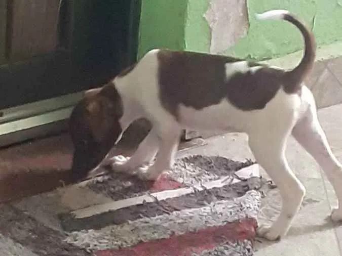 Cachorro ra a Sem raça definida idade 2 a 6 meses nome Sem nome