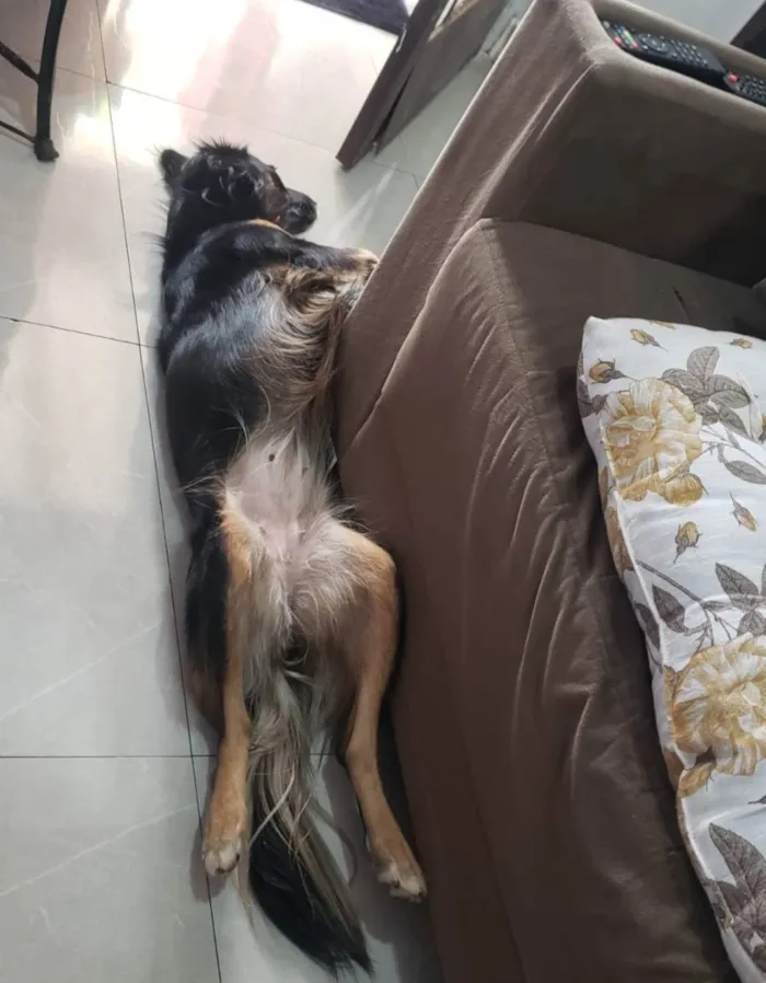 Cachorro ra a Vira Lata idade 2 a 6 meses nome Princesa