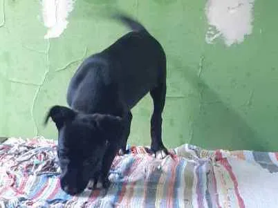 Cachorro ra a Sem raça definida  idade 2 a 6 meses nome Sem nome