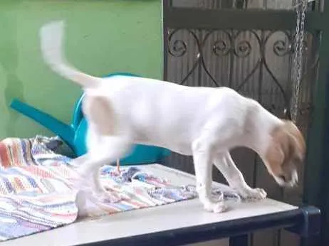 Cachorro ra a Sem raca definida  idade 2 a 6 meses nome Sem nome