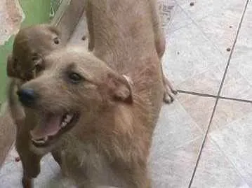 Cachorro ra a Caramelo idade 1 ano nome Mila