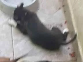 Cachorro ra a Sem raca idade 2 a 6 meses nome Sem nome