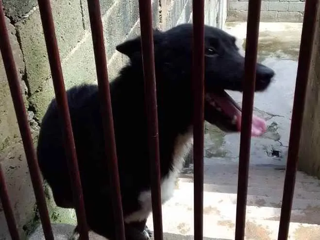 Cachorro raça Vira-lata  idade  nome Max