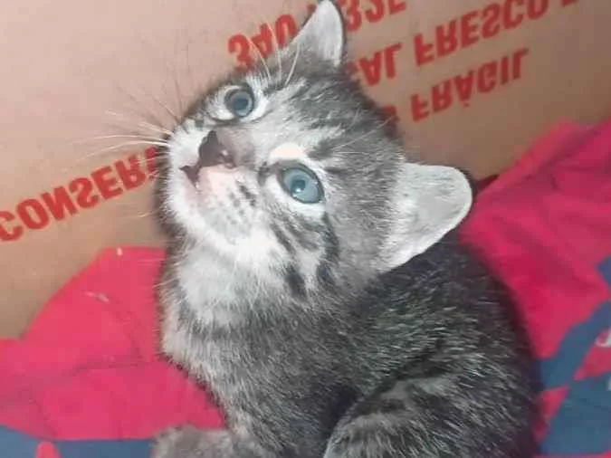 Gato ra a Vira Lata  idade Abaixo de 2 meses nome Bili, popy e hoppe 