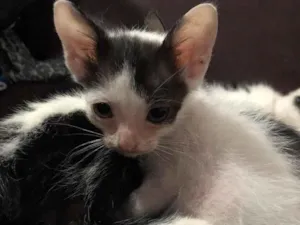 Gato raça Não definida idade 2 a 6 meses nome Gatinhos macho