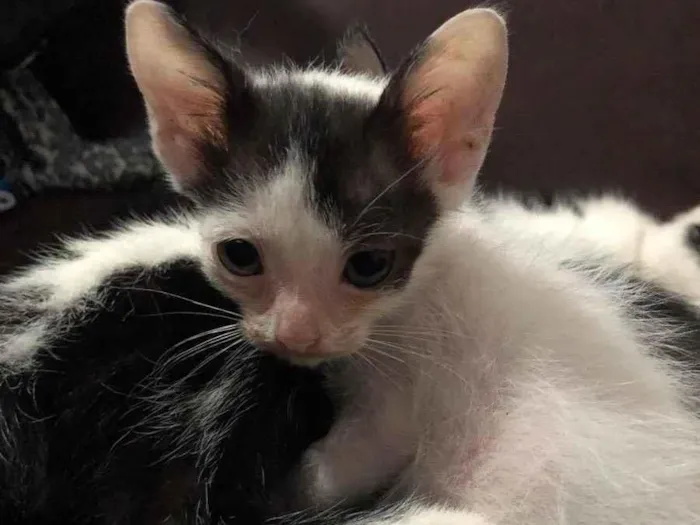 Gato ra a Não definida idade 2 a 6 meses nome Gatinhos macho