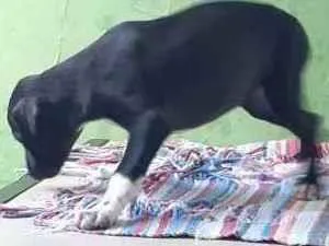 Cachorro raça Sem graça definida idade 2 a 6 meses nome Sem nome