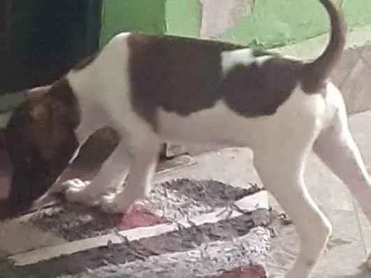 Cachorro ra a Sem raça definida idade 2 a 6 meses nome Sem nome