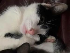 Gato raça Não definida idade 1 ano nome Mirela