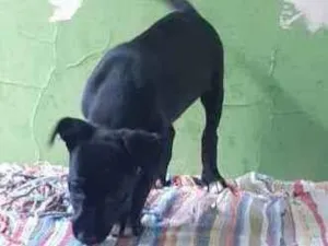 Cachorro raça Sem raça definida  idade 2 a 6 meses nome Sem nome