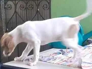 Cachorro ra a Sem raca definida  idade 2 a 6 meses nome Sem nome