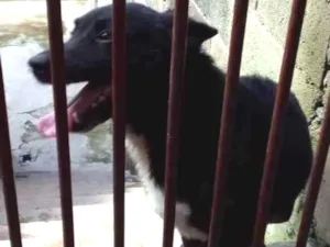 Cachorro raça Vira-lata  idade  nome Max