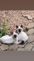 Maria, Luíza e Bento