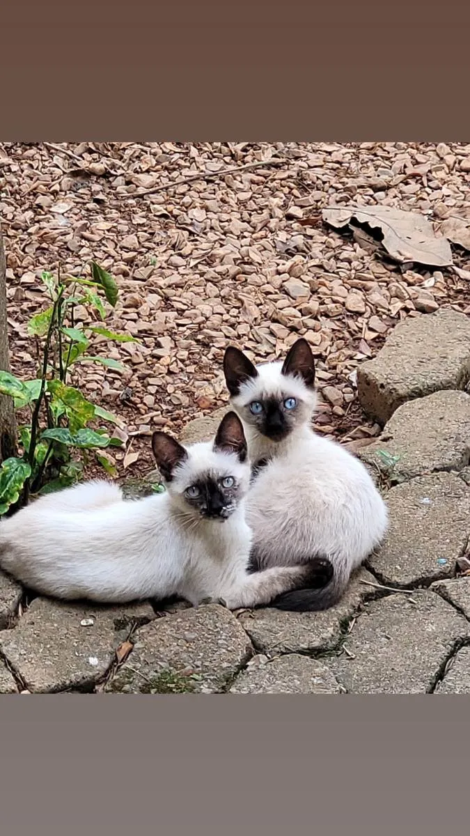 Gato raça Sem raça definida idade 2 a 6 meses nome Maria, Luíza e Bento
