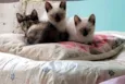 Maria, Luíza e Bento