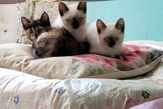 Gato raça Sem raça definida idade 2 a 6 meses nome Maria, Luíza e Bento