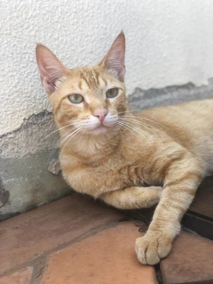 Gato ra a - idade 1 ano nome -