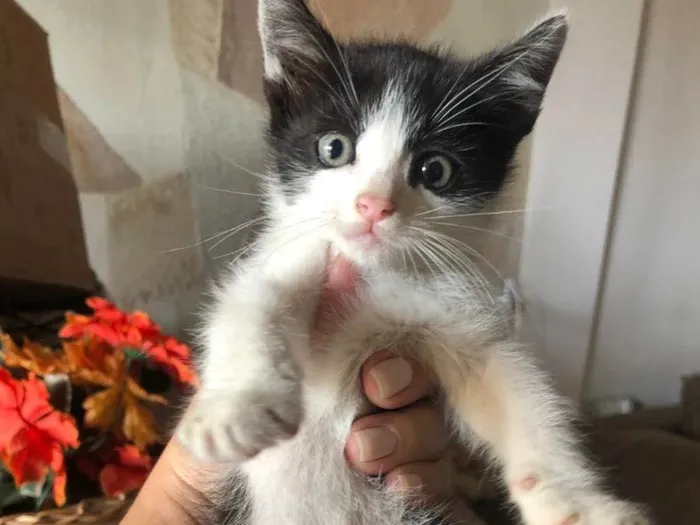 Gato ra a SRD idade Abaixo de 2 meses nome Pinóquio