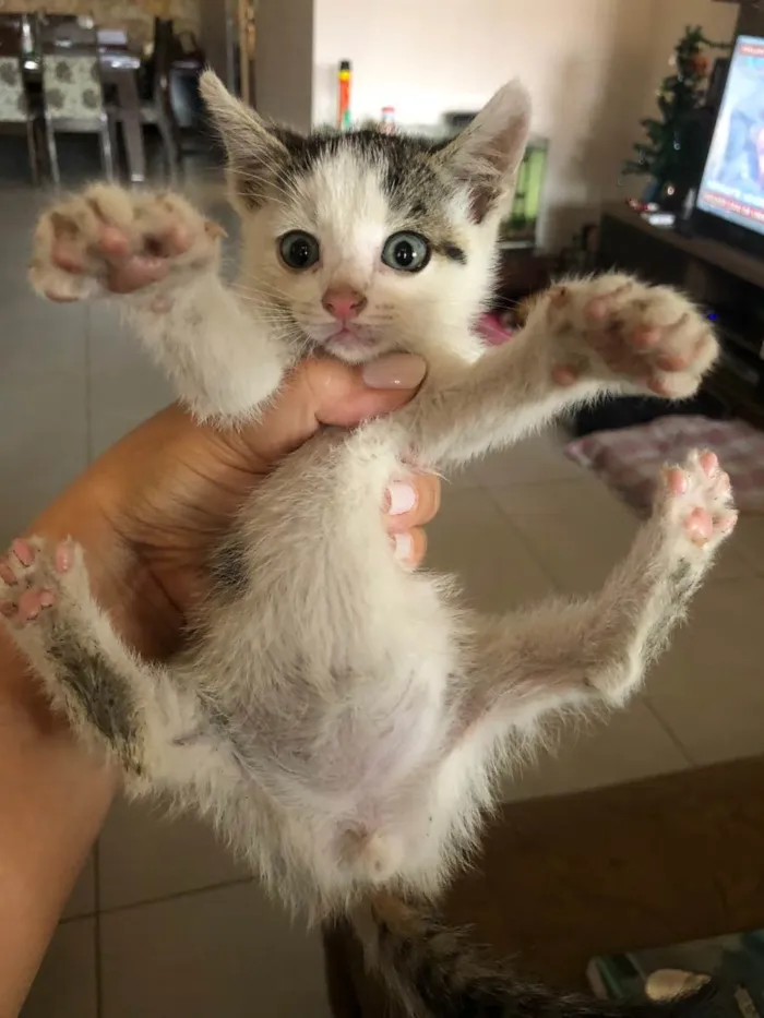 Gato ra a SRD idade Abaixo de 2 meses nome Plíneo