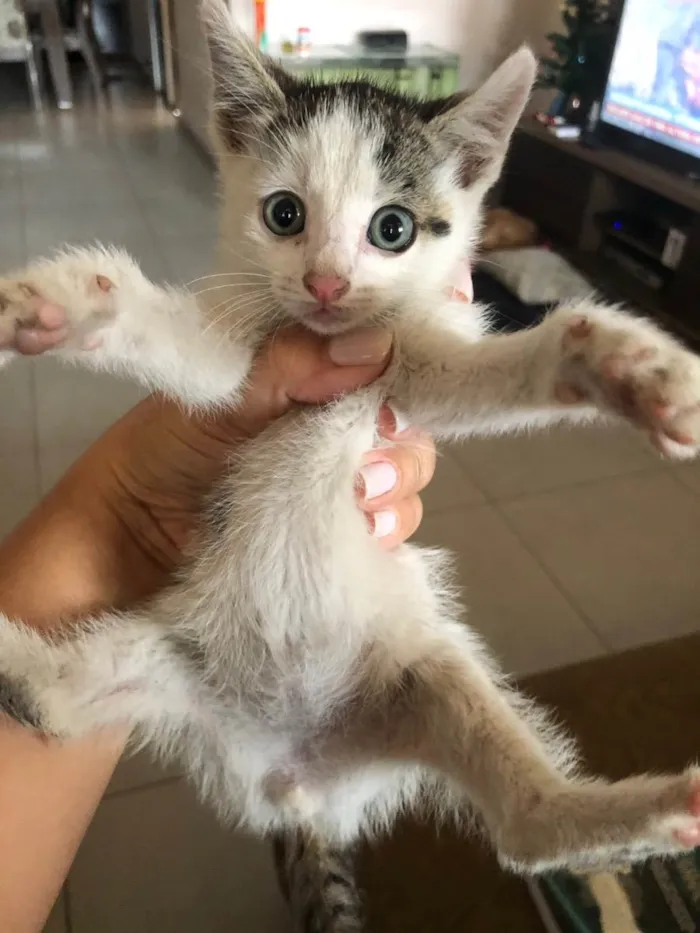 Gato ra a SRD idade Abaixo de 2 meses nome Plíneo