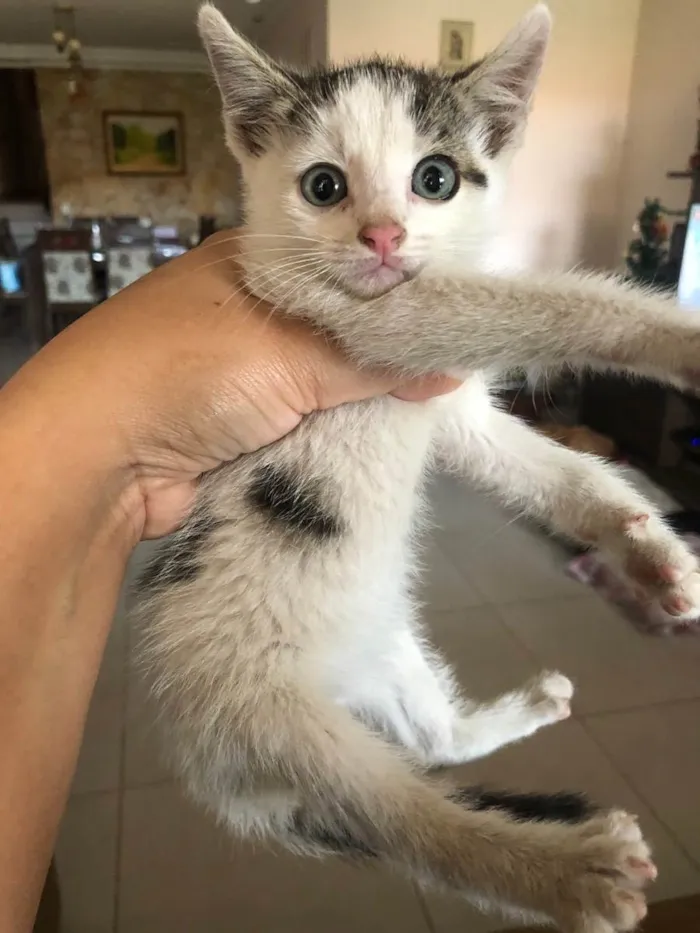 Gato ra a SRD idade Abaixo de 2 meses nome Plíneo