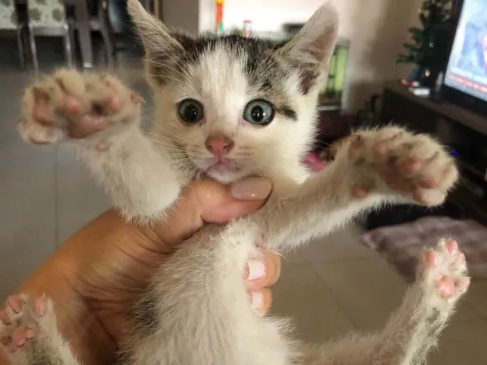 Gato ra a SRD idade Abaixo de 2 meses nome Plíneo