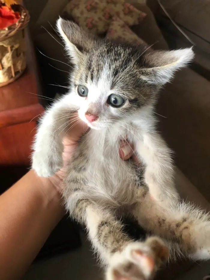 Gato ra a SRD idade Abaixo de 2 meses nome Penélope