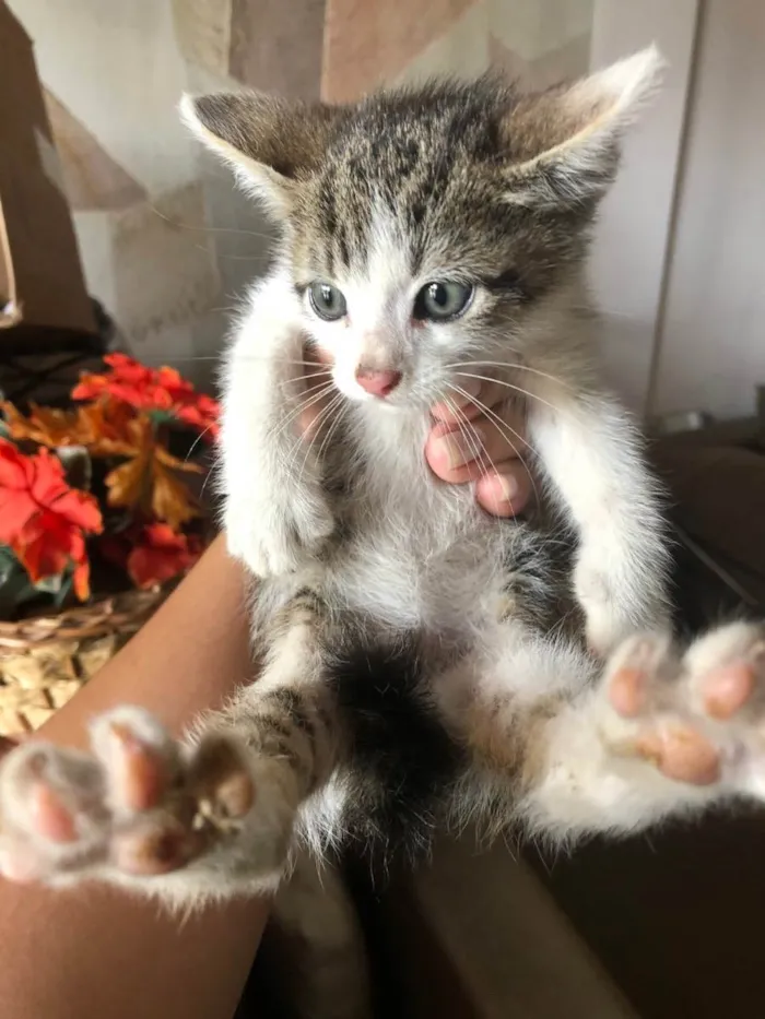 Gato ra a SRD idade Abaixo de 2 meses nome Penélope