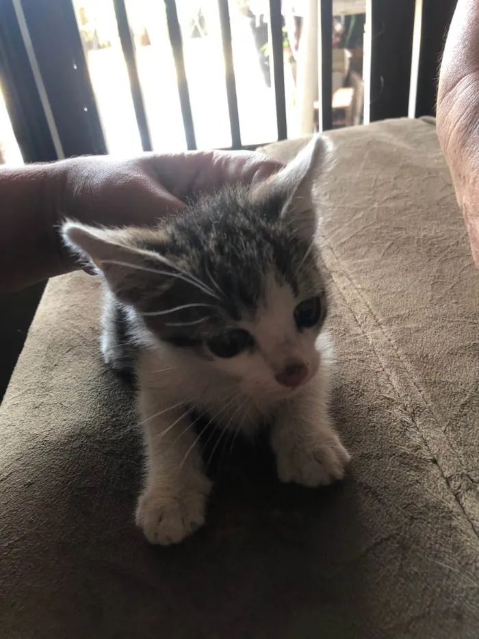 Gato ra a SRD idade Abaixo de 2 meses nome Penélope