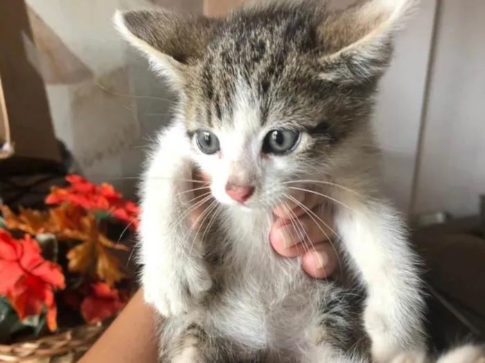 Gato ra a SRD idade Abaixo de 2 meses nome Penélope