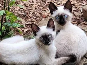 Gato raça Sem raça definida idade 2 a 6 meses nome Maria, Luíza e Bento