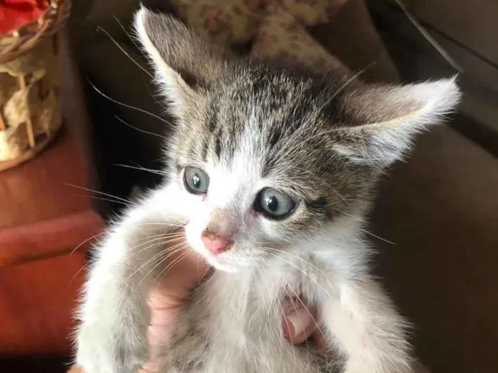 Gato ra a SRD idade Abaixo de 2 meses nome Penélope