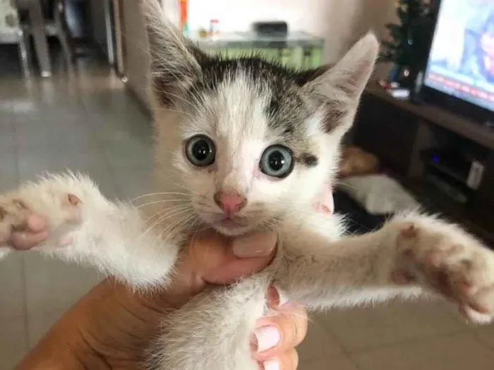 Gato ra a SRD idade Abaixo de 2 meses nome Plíneo