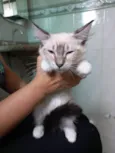 Gato raça Srd idade 2 a 6 meses nome Mimi bebê 2 meses 